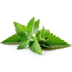 VEGETABLES - MINT 3CT REPACK 3 EA